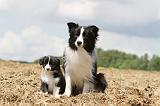 BORDER COLLIE 695